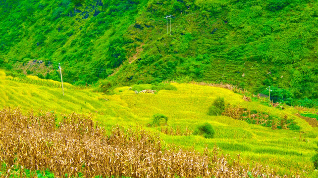 稻田 山地