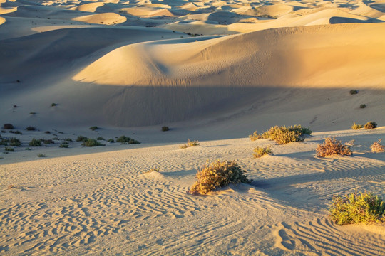 甘家湖保护区沙漠黄沙