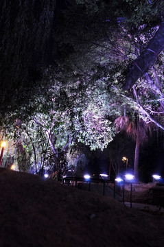 树木灯光夜景