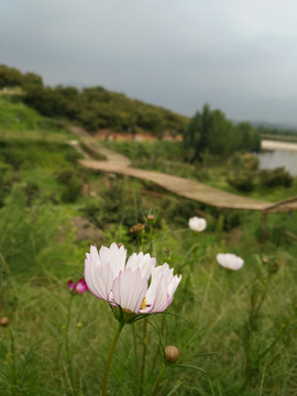 山野