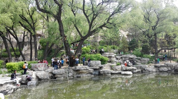 池塘 绿树