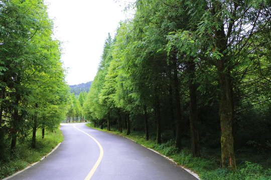 森林中的马路