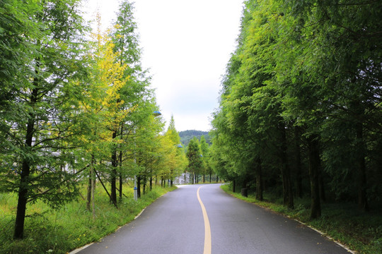 上山的公路