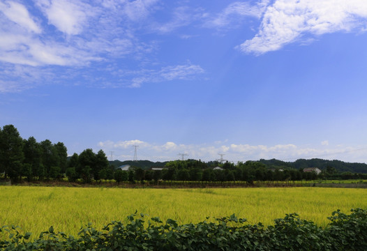 田园风光 稻田