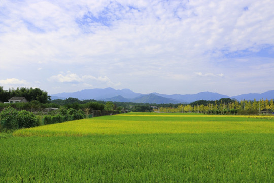 稻田 庄稼地