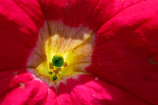 花蕊