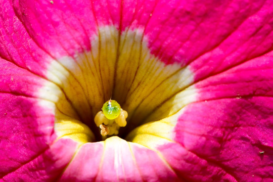 花蕊