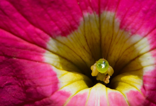 花蕊