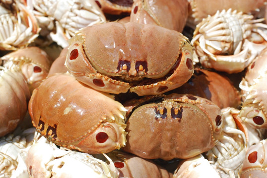鲜活面包蟹 馒头蟹