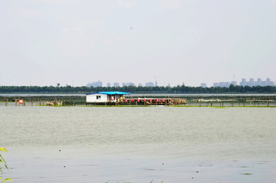 阳澄湖大闸蟹养殖基地