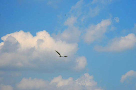 蓝天下翱翔的水鸟