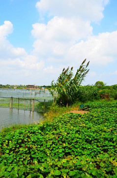 阳澄湖生态环境