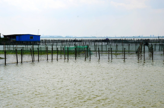 阳澄湖大闸蟹养殖基地