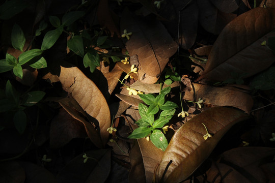 地上的落叶与桂花