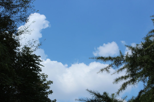 蓝天 白云 树木