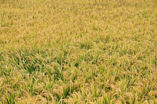 水稻田 稻子 稻穗