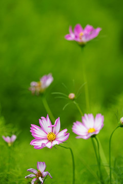 小花