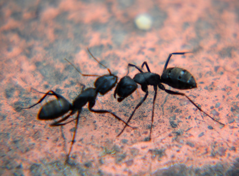 蚂蚁大战
