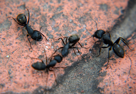 蚂蚁大战