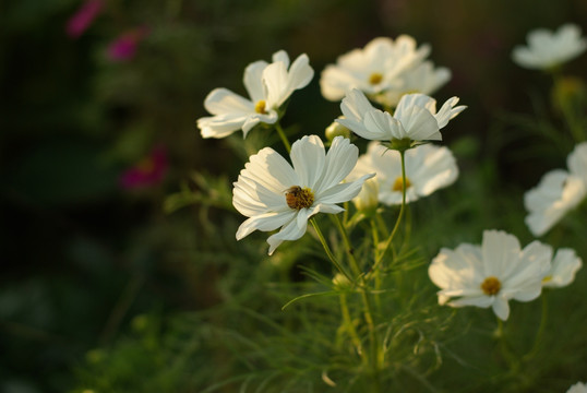 白色格桑花