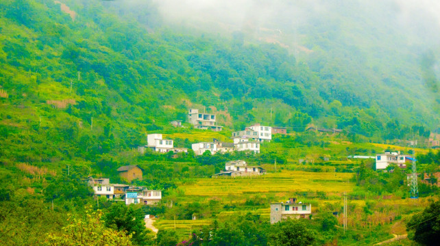 山村 稻田