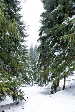 冬季雪松林