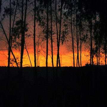 树木剪影夕阳