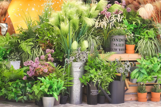绿色植物花店门口橱窗陈列