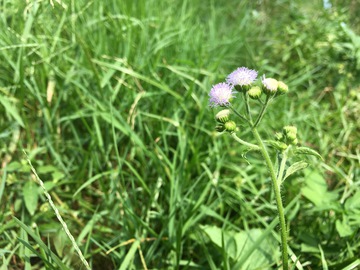 青草地小白花