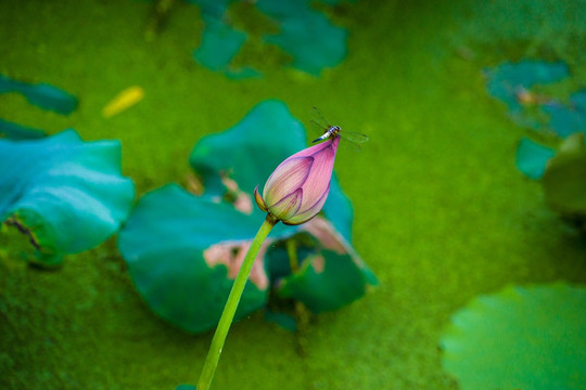 荷花蜻蜓