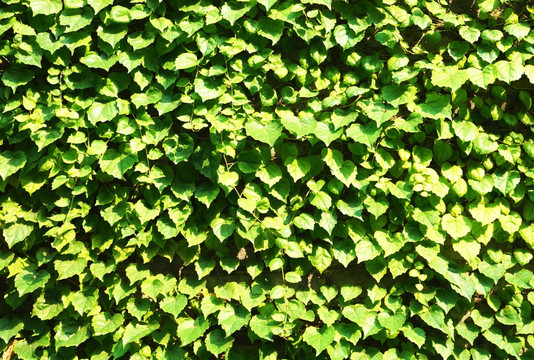 绿叶背景墙