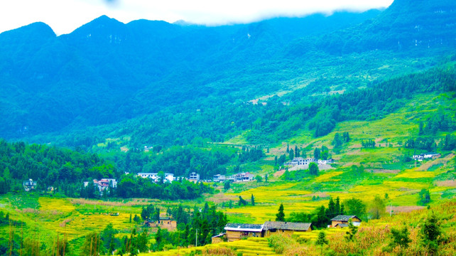 山村 稻田