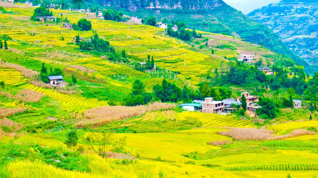 稻田 山村 梯田