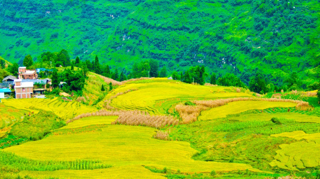 稻田 山村 田野