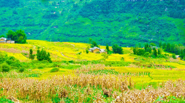 稻田 山村 梯田