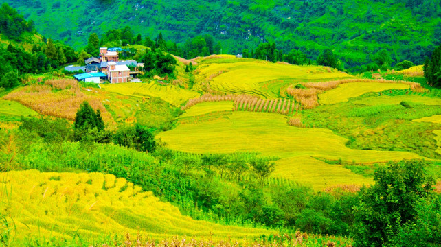 稻田 梯田山村