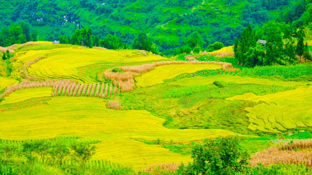 梯田 稻田