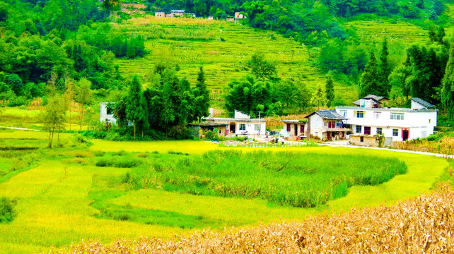 稻田 山村