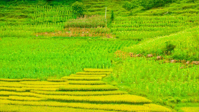 稻田 梯田山地