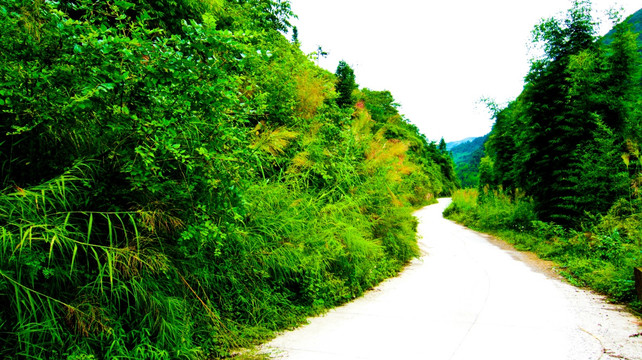 乡村高粱 公路