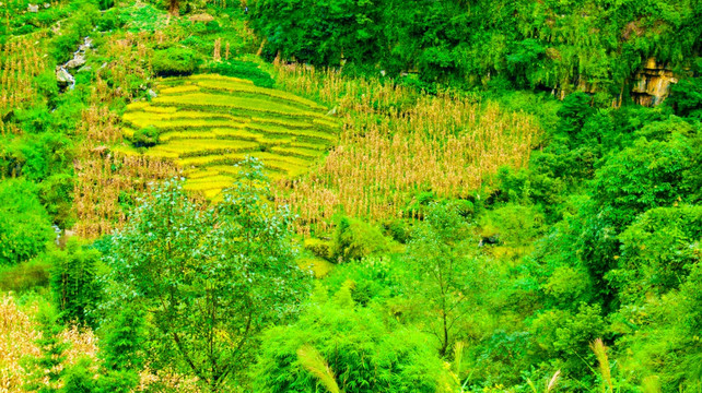 山谷 稻田 山地