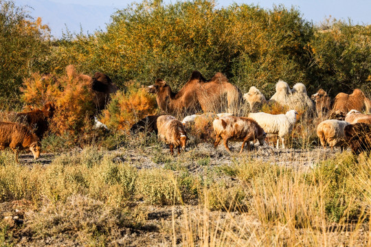 新疆胡杨林野生骆驼