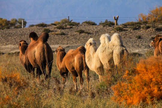 新疆胡杨野生骆驼