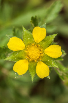 小花 黄花 小黄花