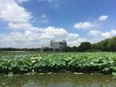 校园荷塘景色