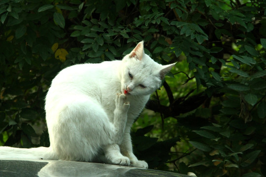 猫咪舔脚