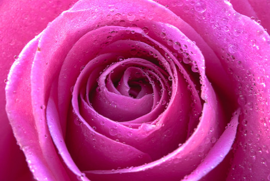 紫红色玫瑰花