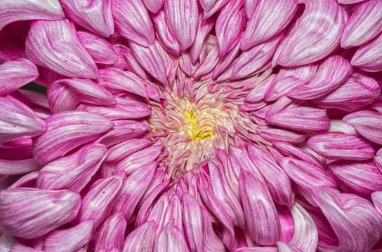 微距镜头下的菊花