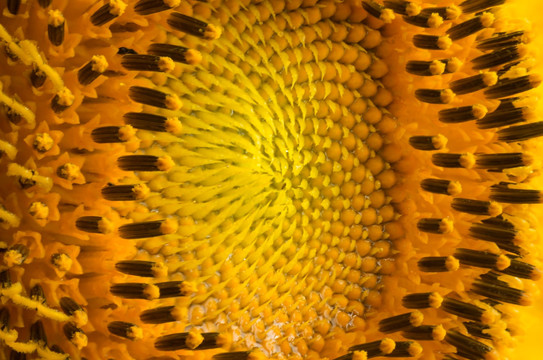微距镜头下的菊花