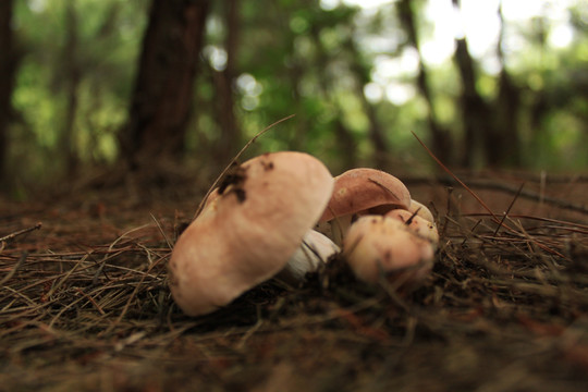 山里的蘑菇